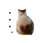 うちのねこ様、ぎんとえぴ。（個別スタンプ：40）