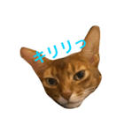 にゃんだかなァ〜（個別スタンプ：2）