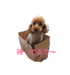 プードルの兄妹（個別スタンプ：1）
