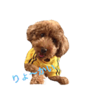 プードルの兄妹（個別スタンプ：2）