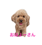 プードルの兄妹（個別スタンプ：3）