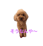 プードルの兄妹（個別スタンプ：5）