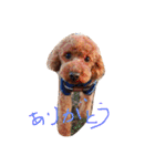 プードルの兄妹（個別スタンプ：7）