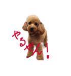 プードルの兄妹（個別スタンプ：9）