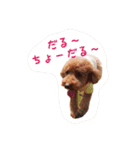 プードルの兄妹（個別スタンプ：10）
