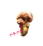 プードルの兄妹（個別スタンプ：11）
