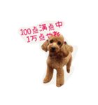 プードルの兄妹（個別スタンプ：12）