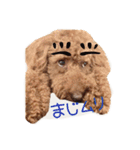 プードルの兄妹（個別スタンプ：13）