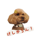 プードルの兄妹（個別スタンプ：14）