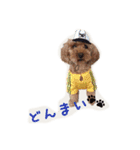 プードルの兄妹（個別スタンプ：15）