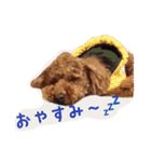 プードルの兄妹（個別スタンプ：16）
