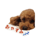 プードルの兄妹（個別スタンプ：17）
