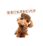 プードルの兄妹（個別スタンプ：19）