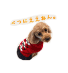 プードルの兄妹（個別スタンプ：22）