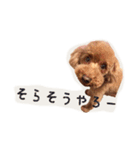 プードルの兄妹（個別スタンプ：23）
