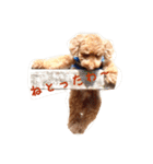 プードルの兄妹（個別スタンプ：24）