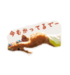 プードルの兄妹（個別スタンプ：25）