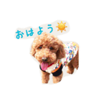 プードルの兄妹（個別スタンプ：26）