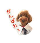 プードルの兄妹（個別スタンプ：27）