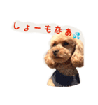 プードルの兄妹（個別スタンプ：28）