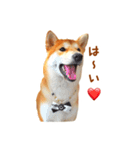 柴犬母娘ちぃこ＆ちなつ（個別スタンプ：3）