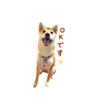 柴犬母娘ちぃこ＆ちなつ（個別スタンプ：4）