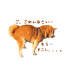 柴犬母娘ちぃこ＆ちなつ（個別スタンプ：6）