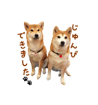 柴犬母娘ちぃこ＆ちなつ（個別スタンプ：7）