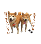 柴犬母娘ちぃこ＆ちなつ（個別スタンプ：8）