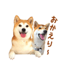 柴犬母娘ちぃこ＆ちなつ（個別スタンプ：9）