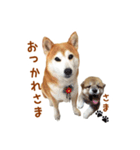 柴犬母娘ちぃこ＆ちなつ（個別スタンプ：10）