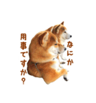 柴犬母娘ちぃこ＆ちなつ（個別スタンプ：11）