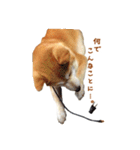 柴犬母娘ちぃこ＆ちなつ（個別スタンプ：14）