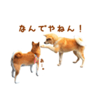 柴犬母娘ちぃこ＆ちなつ（個別スタンプ：15）