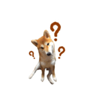 柴犬母娘ちぃこ＆ちなつ（個別スタンプ：16）