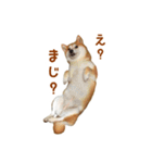 柴犬母娘ちぃこ＆ちなつ（個別スタンプ：17）