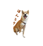 柴犬母娘ちぃこ＆ちなつ（個別スタンプ：18）