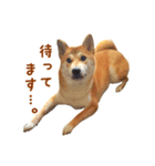 柴犬母娘ちぃこ＆ちなつ（個別スタンプ：22）