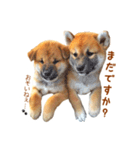 柴犬母娘ちぃこ＆ちなつ（個別スタンプ：23）
