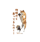 柴犬母娘ちぃこ＆ちなつ（個別スタンプ：24）