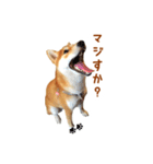柴犬母娘ちぃこ＆ちなつ（個別スタンプ：26）