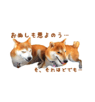 柴犬母娘ちぃこ＆ちなつ（個別スタンプ：27）