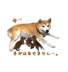 柴犬母娘ちぃこ＆ちなつ（個別スタンプ：30）