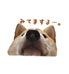 柴犬母娘ちぃこ＆ちなつ（個別スタンプ：32）