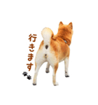 柴犬母娘ちぃこ＆ちなつ（個別スタンプ：34）