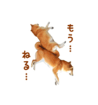 柴犬母娘ちぃこ＆ちなつ（個別スタンプ：35）