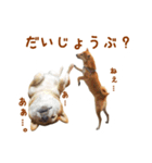 柴犬母娘ちぃこ＆ちなつ（個別スタンプ：36）