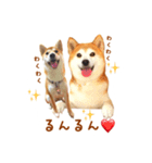 柴犬母娘ちぃこ＆ちなつ（個別スタンプ：37）