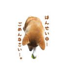 柴犬母娘ちぃこ＆ちなつ（個別スタンプ：39）
