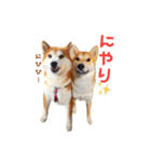 柴犬母娘ちぃこ＆ちなつ（個別スタンプ：40）
